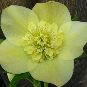 Helleborus orientalis Anemone Super Yellow