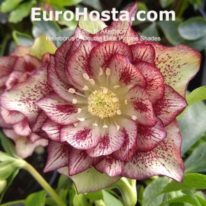 Helleborus Double Ellen Picotee Shades