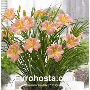 Hemerocallis EveryDaylily™ Pink Cream®