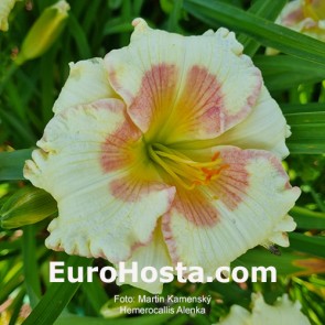 Hemerocallis Alenka