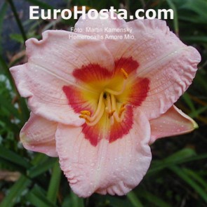 Hemerocallis Amore Mio