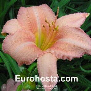 Hemerocallis Anna Warner - Eurohosta