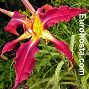 Hemerocallis Apache Beacon