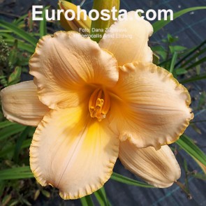 Hemerocallis Artist Etching - Eurohosta