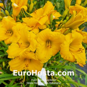Hemerocallis Bakabana