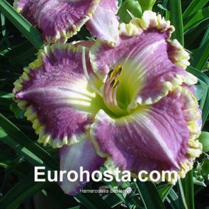 emerocallis Bestseller - Eurohosta