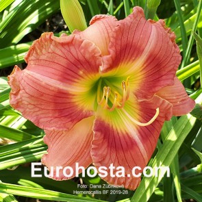 Hemerocallis BF 2019-28