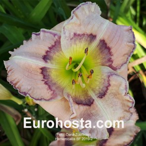 Hemerocallis Buffalo Blood Cyrcle