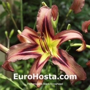 Hemerocallis Black Arrowhead