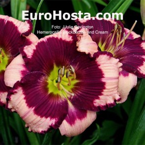 hemerocallis Blackberries and Cream