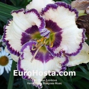 Hemerocallis Bluegrass Music - Eurohosta