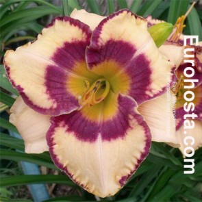 Hemerocallis Bold Encounter