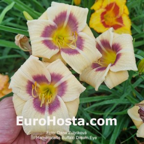 Hemerocallis Buffalo Dream Eye