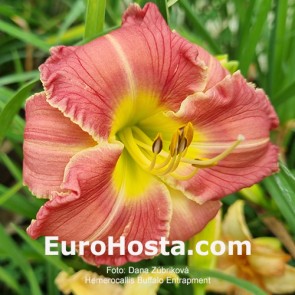 Hemerocallis Buffalo Entrapment 