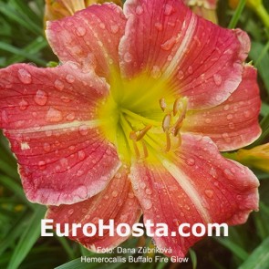 Hemerocallis Buffalo Fire Glow