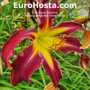 hemerocallis Buffalo Flame Dance