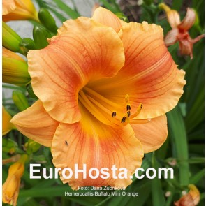 Hemerocallis Buffalo Mini Orange