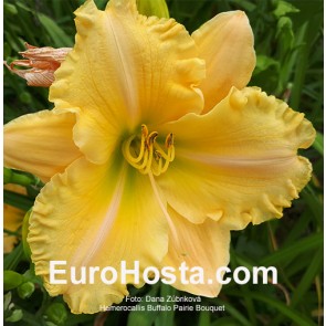 Hemerocallis Buffalo Pairie Bouquet