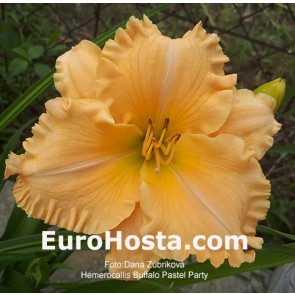 Hemerocallis Buffalo Pastel Party