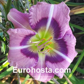 Hemerocallis Buffalo Rainbow Star