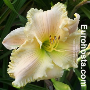 Hemerocallis Buffalo Stay In Touch