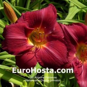 Hemerocallis Charles Johnston 