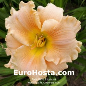 Hemerocallis Cinderella Sue - Eurohosta