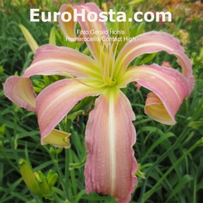 Hemerocallis Contact High