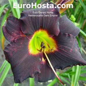 Hemerocallis Dark Empire