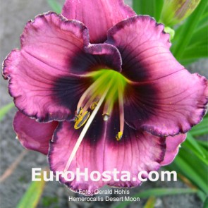 Hemerocallis Desert Moon