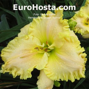 Hemerocallis Dream Runner