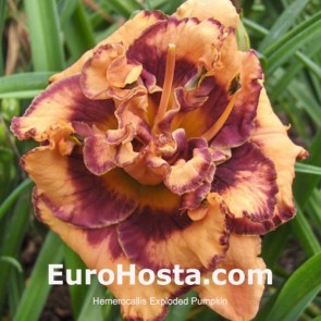 hemerocalis Exploded Pumpking