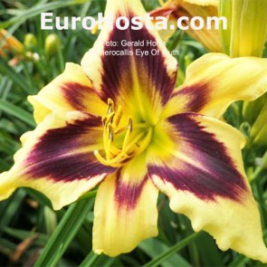 Hemerocallis Eye Of Truth