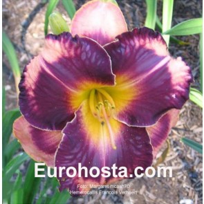 Hemerocallis Francois Verhaert - Eurohosta