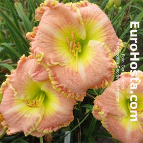 Hemerocallis George Washington