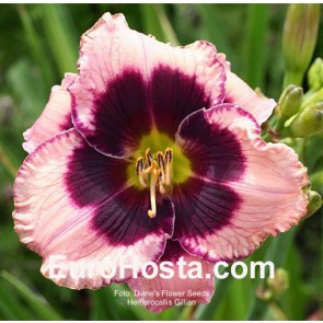 Hemerocallis Gillian