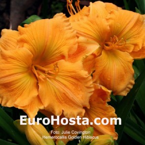 Hemerocallis Golden Hibiscus