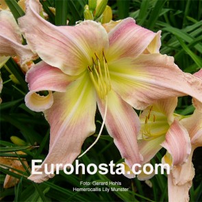 Hemerocallis Lily Munster