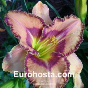 Hemerocallis Linda Daniel