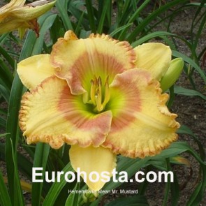 Hemerocallis Mean Mr. Mustard 