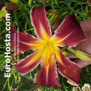 Hemerocallis Muscadine Wine - Eurohosta