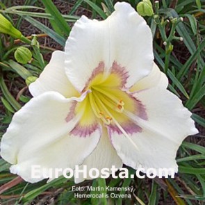Hemerocallis Ozvena