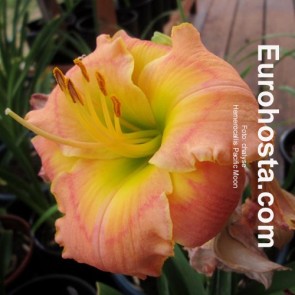 Hemerocallis Pacific Moon