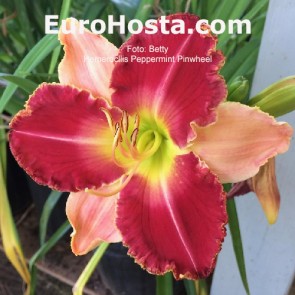 Hemerocallis Peppermint Pinwheel