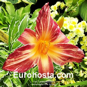 Hemerocallis Pink Stripes