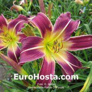 Hemerocallis Prince Of Purple