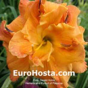 Hemerocallis Pursuit Of Pleasure