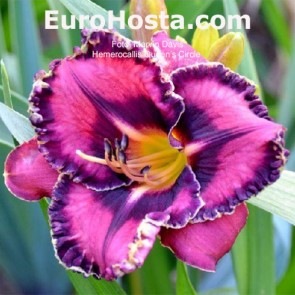 Hemerocallis Queen’s Circle 