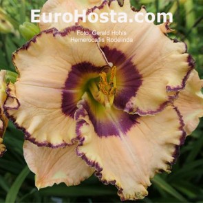 Hemerocallis Rodelinda