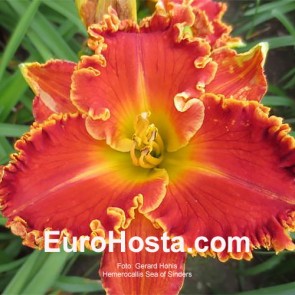 Hemerocallis Sea of Sinders